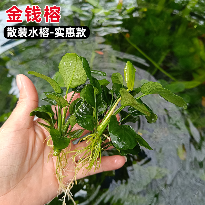散装丹麦尖叶榕水榕王榕山涧榕剪枝新手阴性真水草鱼缸造景瓦里斯