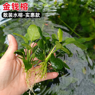 散装丹麦尖叶榕水榕王榕山涧榕剪枝新手阴性真水草鱼缸造景瓦里斯