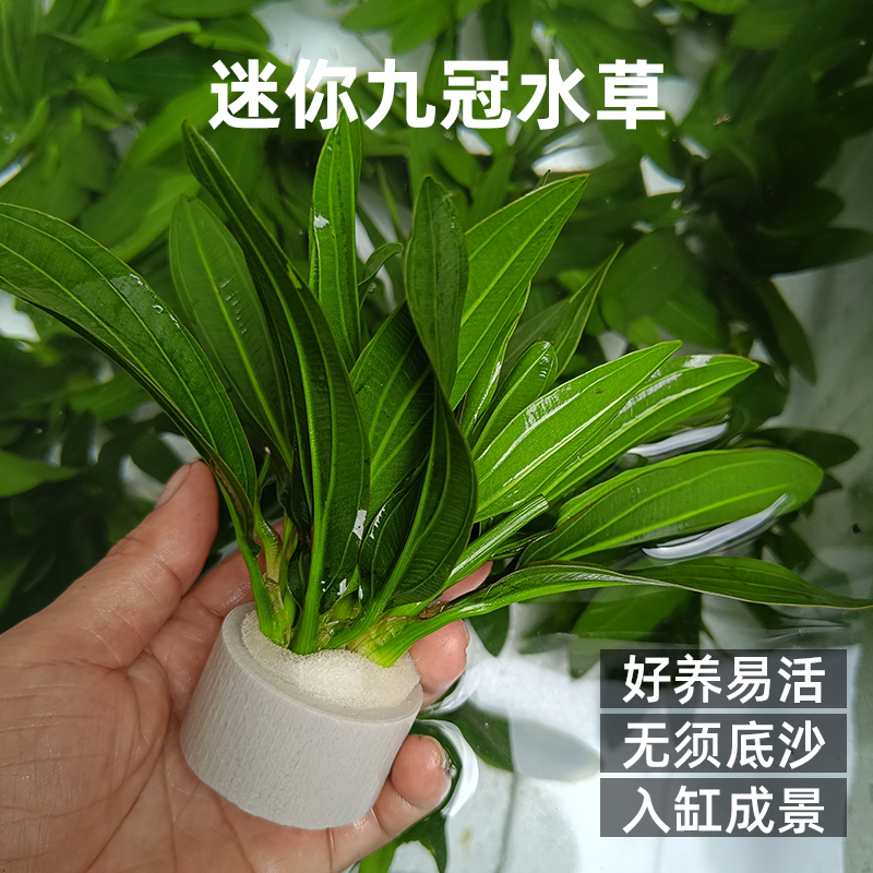 迷你九冠水草大叶绿九冠活体新手易养后景草阴性水草增氧净化水质