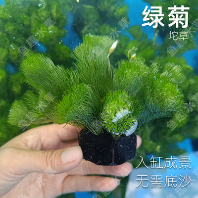 绿菊坨草鱼缸真水草增氧净化水质懒人易养造景前中后景会开花水草