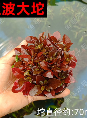 红波坨草鱼缸草缸造景装饰红色水草水陆两生活体植物懒人水培淡水