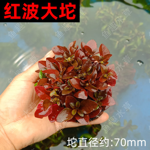 红波坨草鱼缸草缸造景装饰红色水草水陆两生活体植物懒人水培淡水