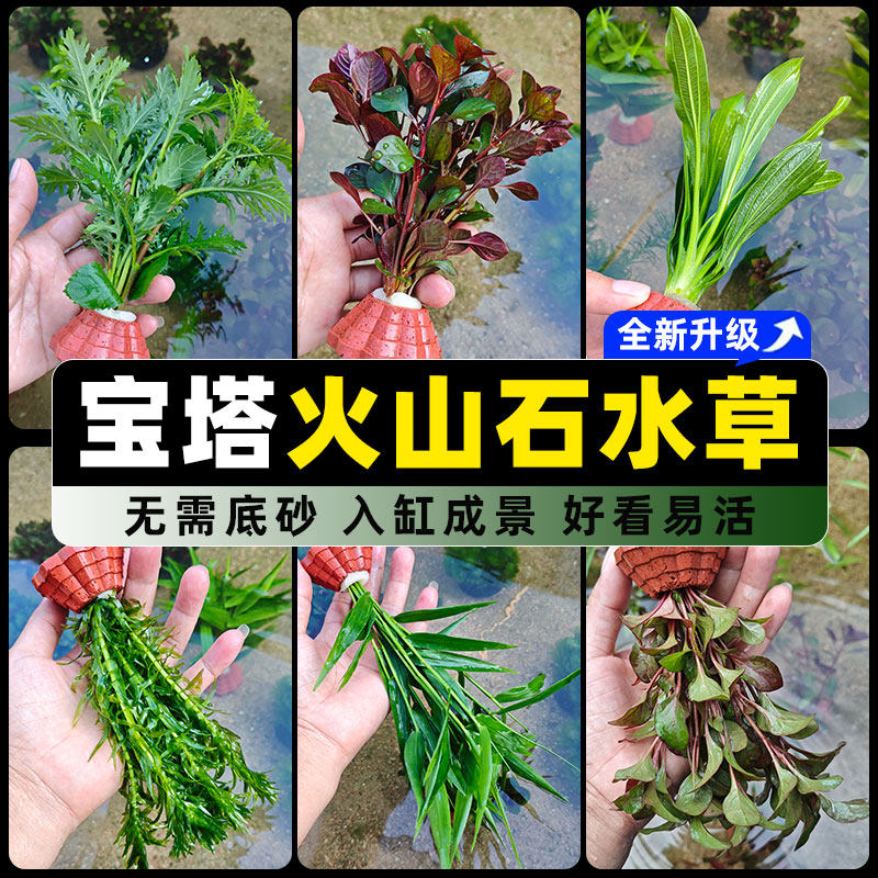 鱼缸水草植物组合真草宝塔火山石底座造景蜈蚣草增氧净化水质套餐,宠物/宠物食品及用品,水草,淘宝优惠券,粉丝福利购,淘宝优惠卷
