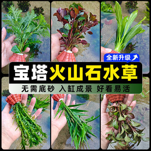 鱼缸水草植物组合真草宝塔火山石底座造景蜈蚣草增氧净化水质套餐