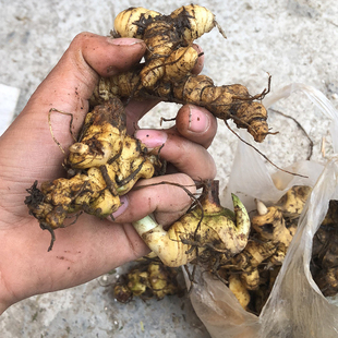 贵州滇黄精新鲜老虎姜黄精姜形姜多花黄精中药材煲汤泡酒