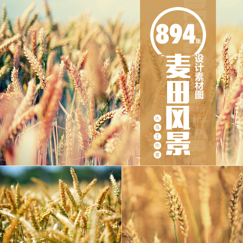 麦田风景素材大图田野小麦风景黄色麦地麦穗特写图片jpg