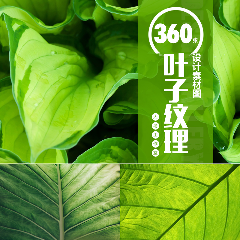 叶子纹理高清素材大图绿叶秋叶脉络肌理树叶纹理图片设计素材