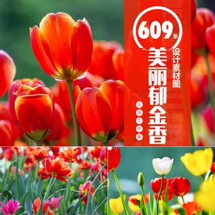 美丽郁金香素材大图植物花草鲜花特写花圃花园JPG设计图片 竖屏