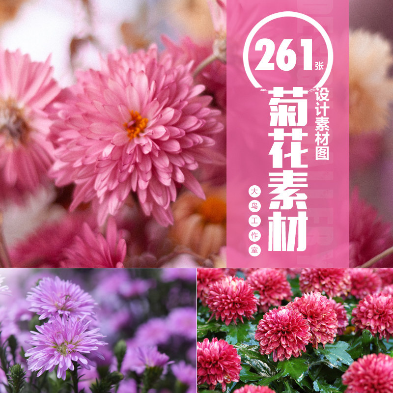 菊花素材大图菊科花卉唯美鲜花设计素材图片