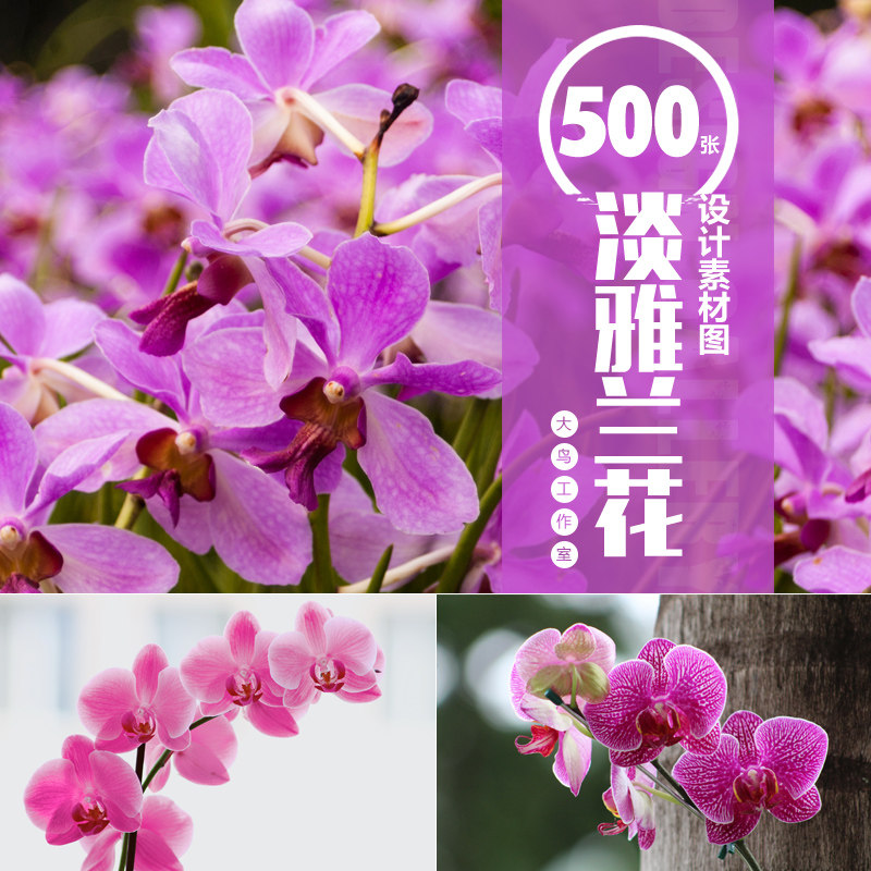 淡雅兰花设计素材大图蝴蝶兰花卉繁花盛开美丽鲜花景色图片