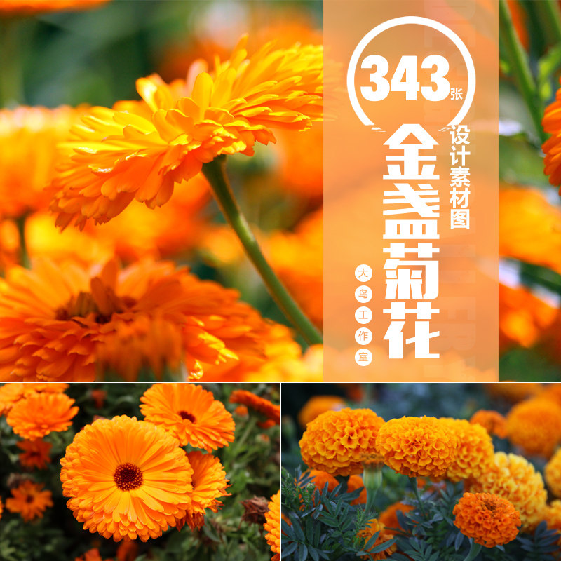 金盏菊花素材大图唯美金色菊花高清大图