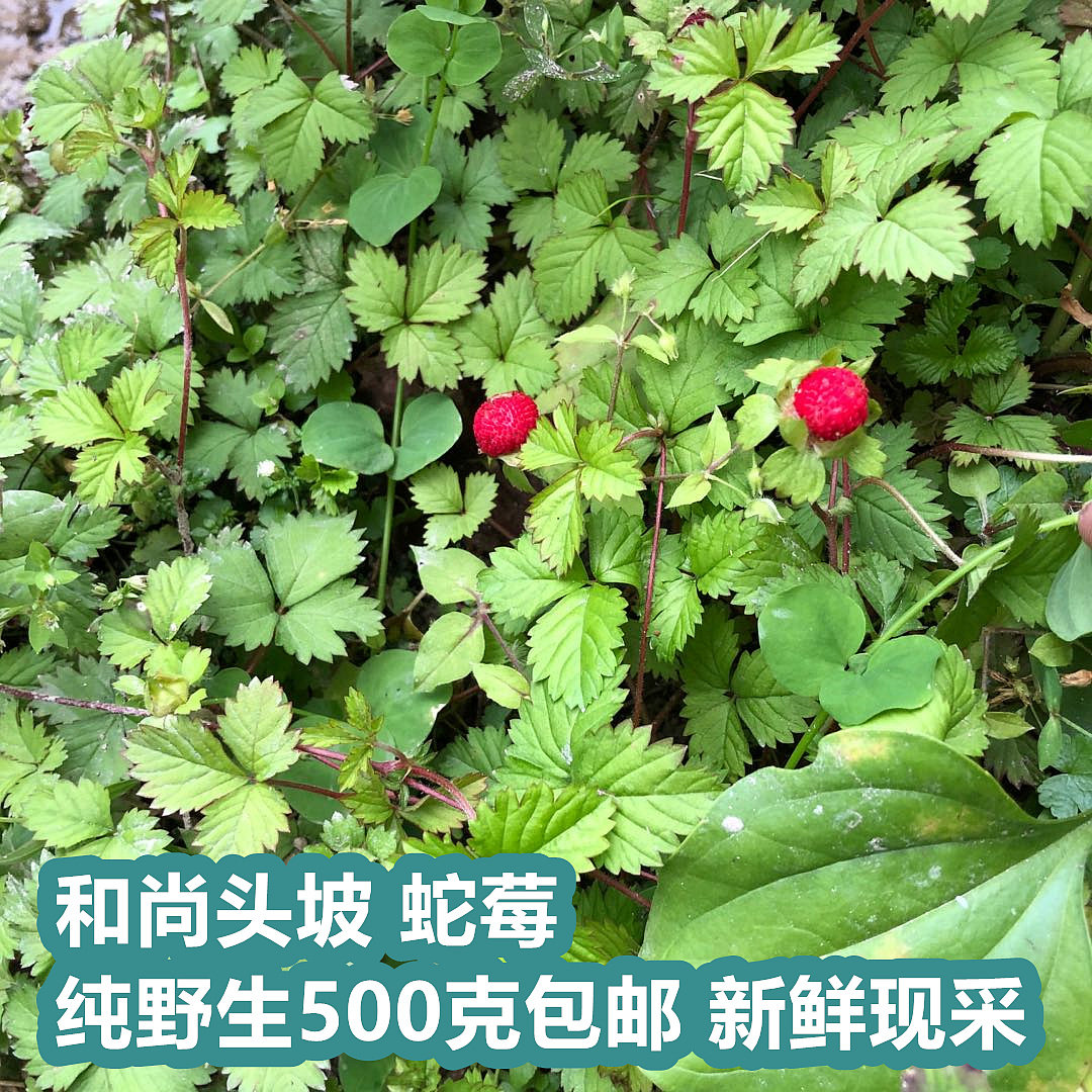 潮汕和尚头坡草 新鲜蛇莓 野生动物营养品
