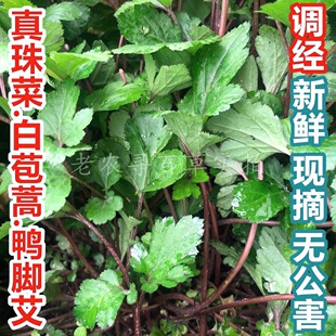 新鲜珍珠菜白苞蒿叶真珠花菜带土苗食用红脚艾鸭脚艾珍珠花菜500g