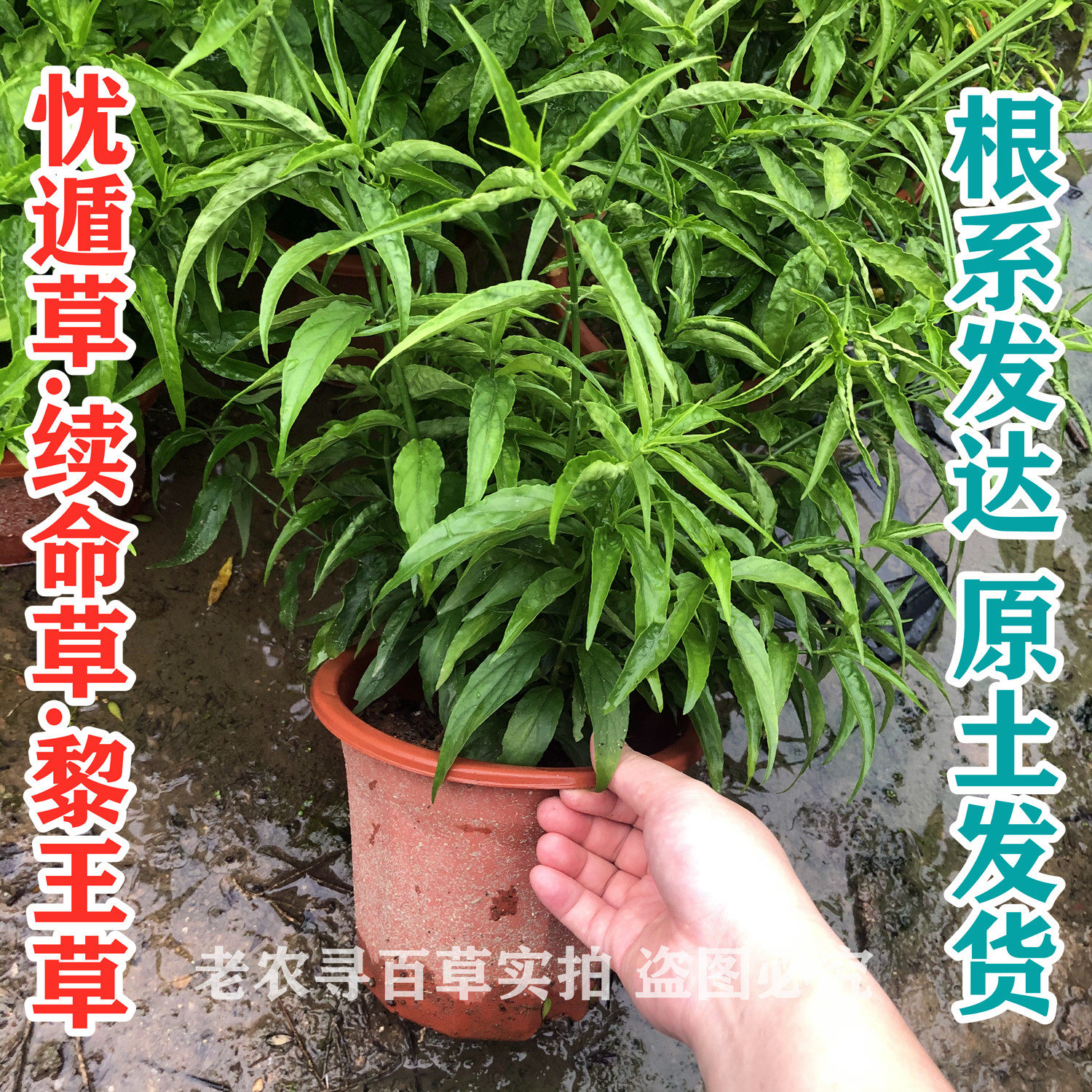 忧遁草盆栽鳄嘴花海南黎草优盾草苗庭院阳台植物新鲜中草药带土苗