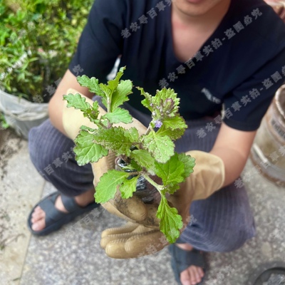 潮汕龙胆草中草药植物龙胆草杯苗种苗盆栽南北方家庭新奇花卉易活