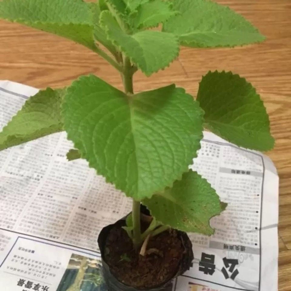 左手香盆栽排手香到手香绿植树苗香草植物