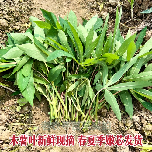 新鲜野生木薯叶专吃叶cassava leaves树薯叶食用纯天然喂蚂蚱喂虫