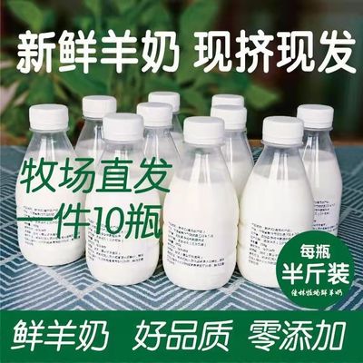 现挤新鲜羊奶零添加牧场直发孕妇儿童老人通用正宗半斤瓶装纯羊奶