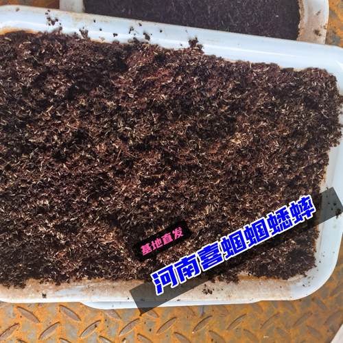 黑白蟋蟀卵饲料幼蛙蜘蛛蚂蚁养殖专用油葫芦卵针头黑蟋蟀技术交流