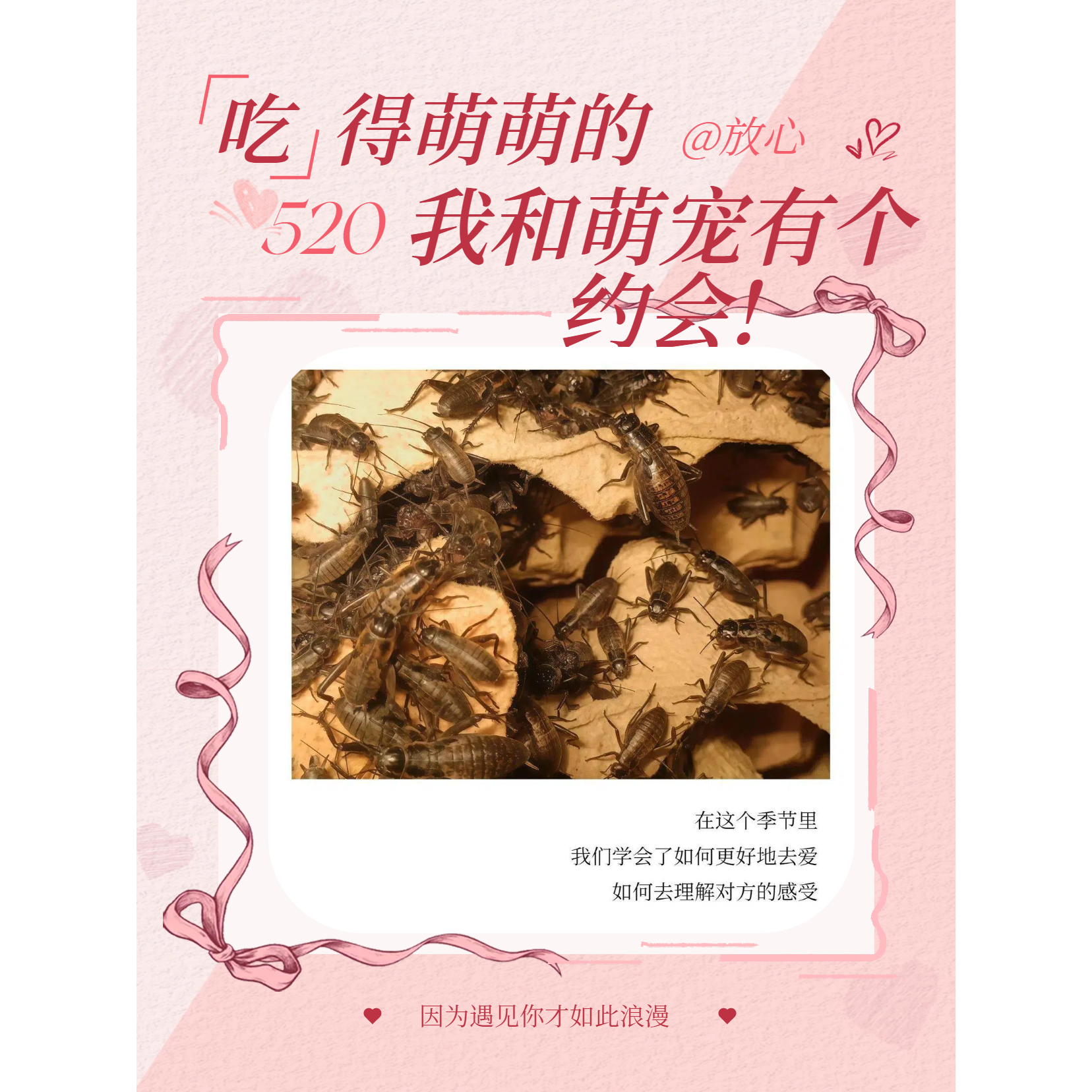 蟋多多高品质活体白蟋蟀双斑油葫芦养蜂钓鱼虫子角蛙针头守宫食物