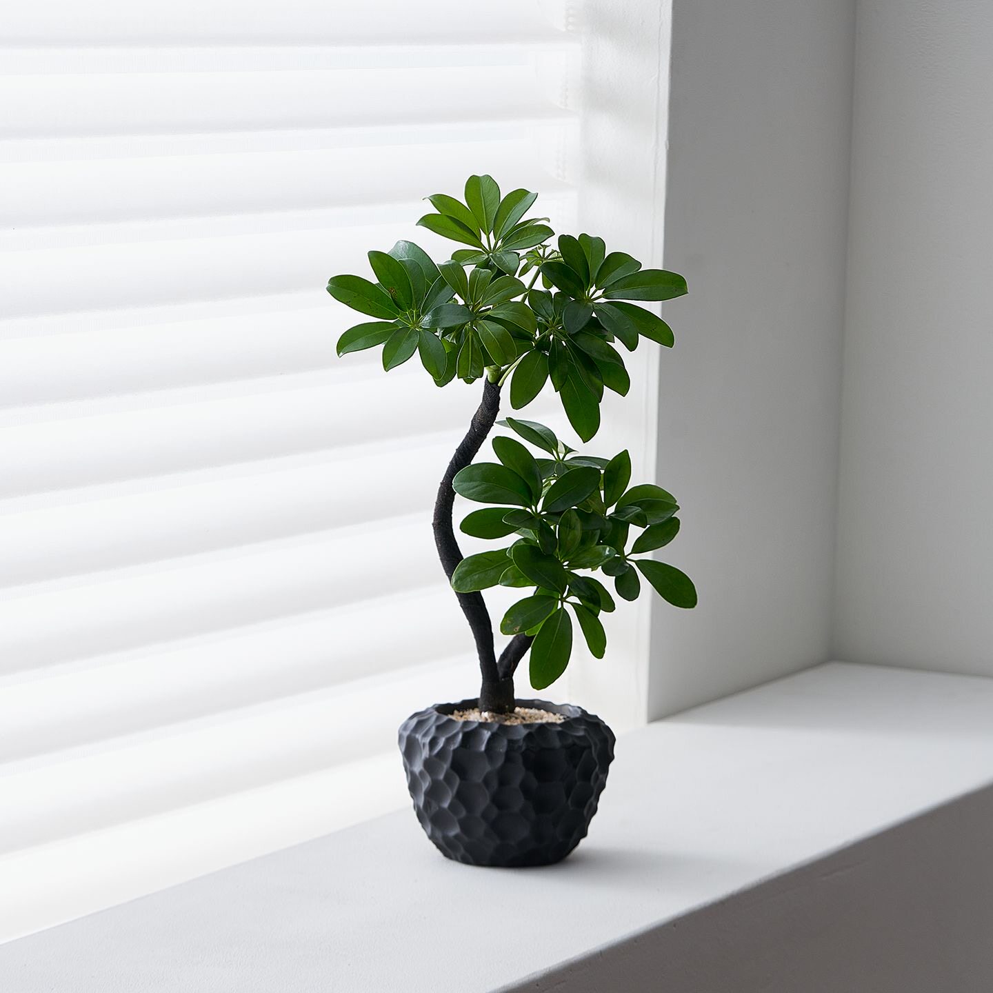 双株造型黑骨鸭脚木青花瓷盆栽绿植摆件卧室