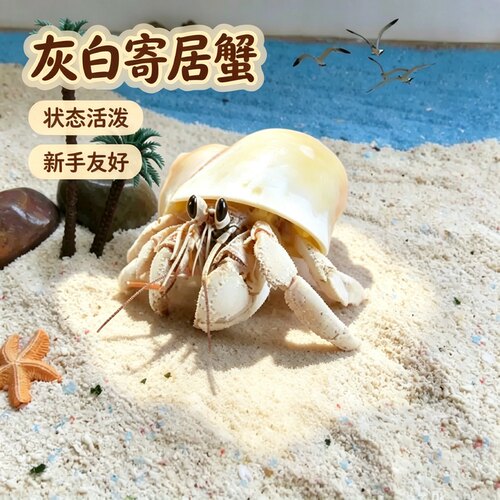 灰白寄居蟹1-6cm任选拍三只即包邮懒人迷你爬宠趣味好饲养 - 封面