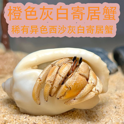 鲜亮橙色寄居蟹1-6cm色泽饱满