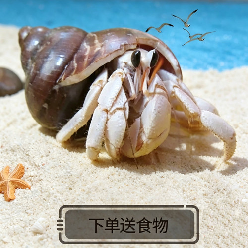 奶白色寄居蟹1-6cm下单送食物