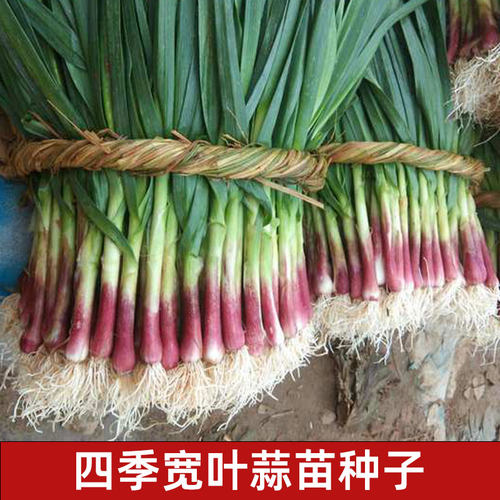 四季宽叶蒜苗种子红根紫皮