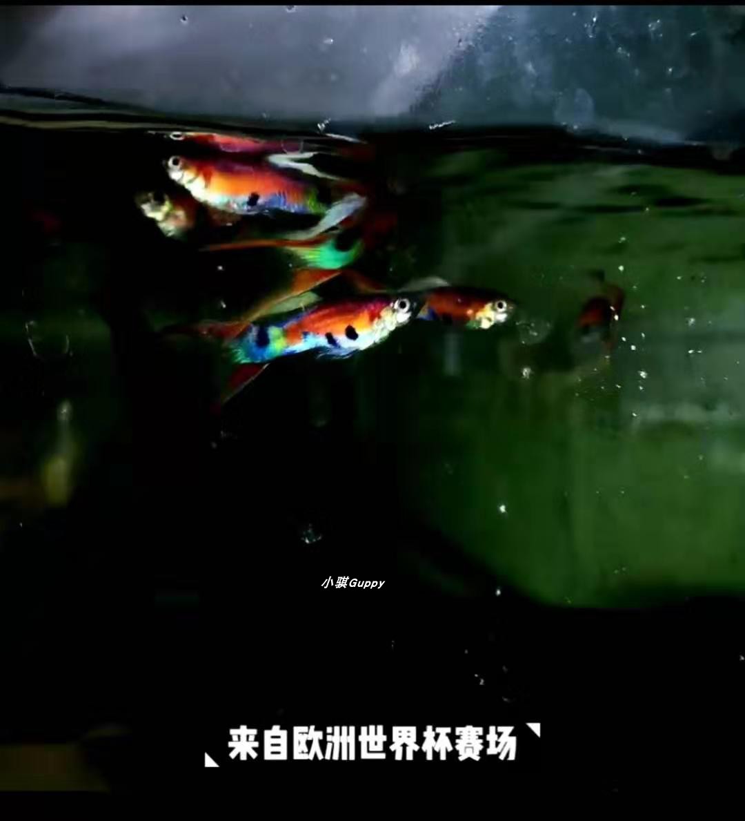 霓虹灯双剑 孔雀鱼 欧洲原血 赛级大体 色彩丰富孔雀鱼凤尾鱼