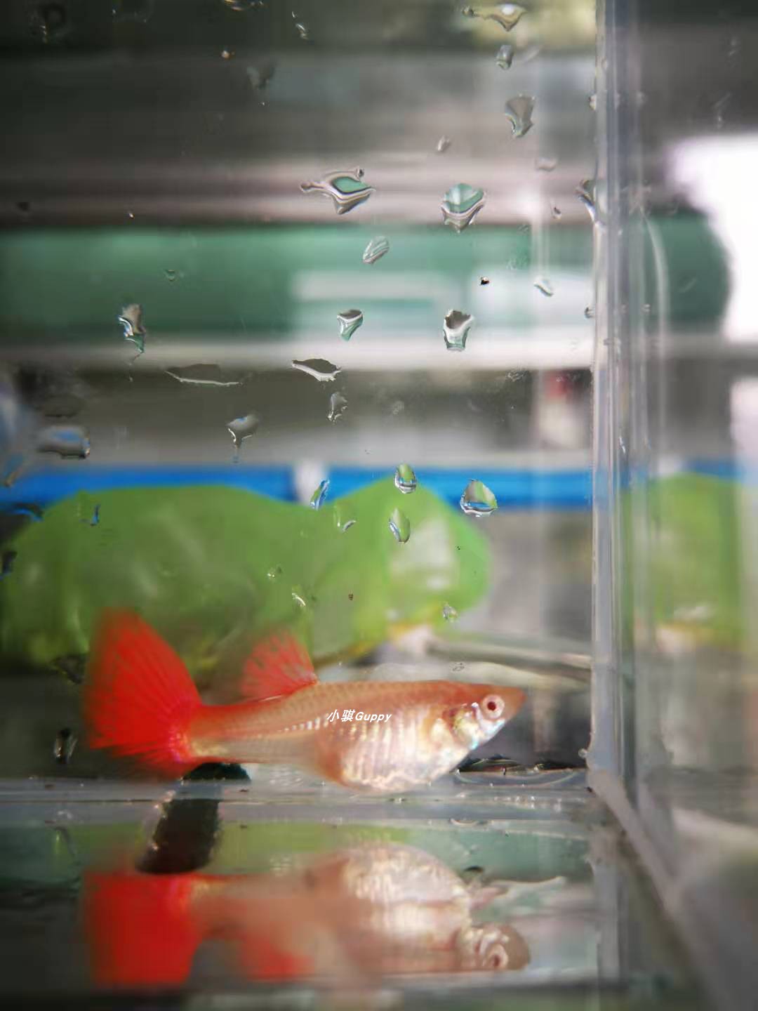 精品血红母鱼 种鱼 看孔雀鱼      紫鳞