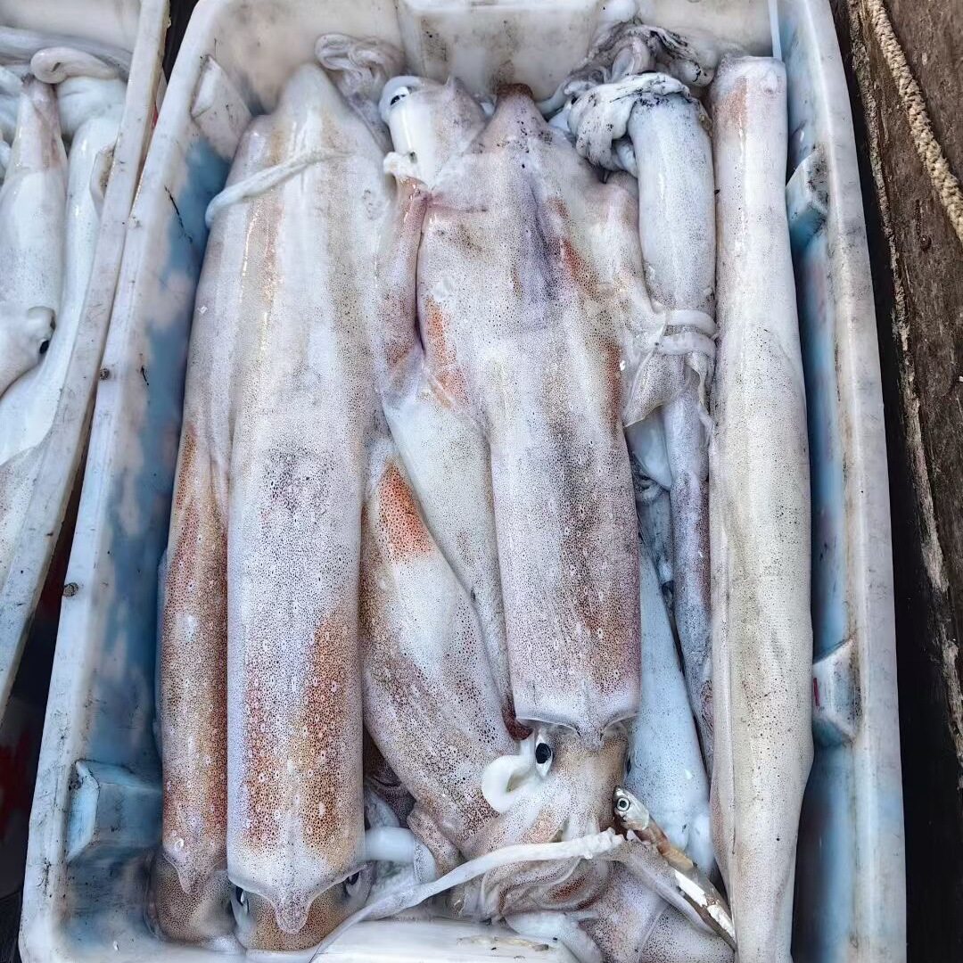博贺港新鲜长筒鱿鱼火箭鱿鱼大鱿鱼