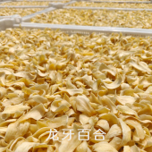 龙牙百合 包邮 湖南隆回精品大龙牙百合干 顺丰 粉糯香甜 喜己