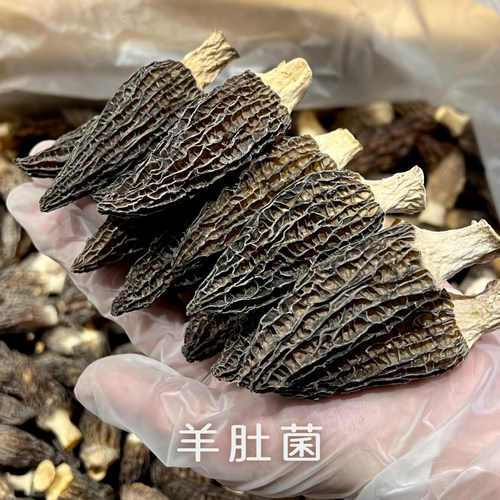 喜己食养·高原羊肚菌8-12cm净重220g*1罐丨精选大个干货菌菇煲汤