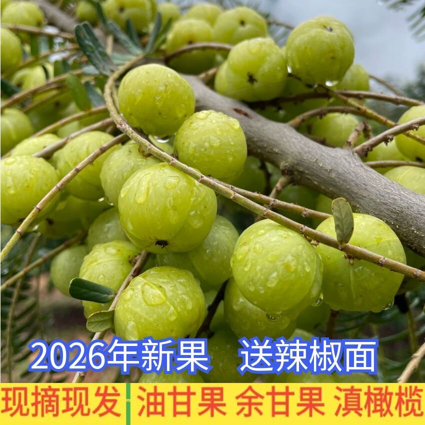 3斤油甘果新鲜采摘余甘果牛甘果滇橄榄果油柑孕妇酸水果生吃泡酒