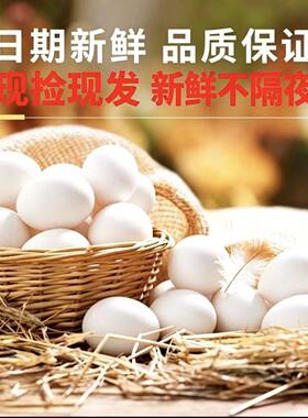 生鲜鸡蛋土鸡蛋新鲜散养白羽鸡蛋白壳蛋白皮喜蛋产地直发批发营养