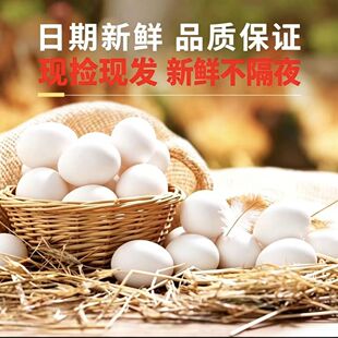 生鲜鸡蛋土鸡蛋新鲜散养白羽鸡蛋白壳蛋白皮喜蛋产地直发批发营养