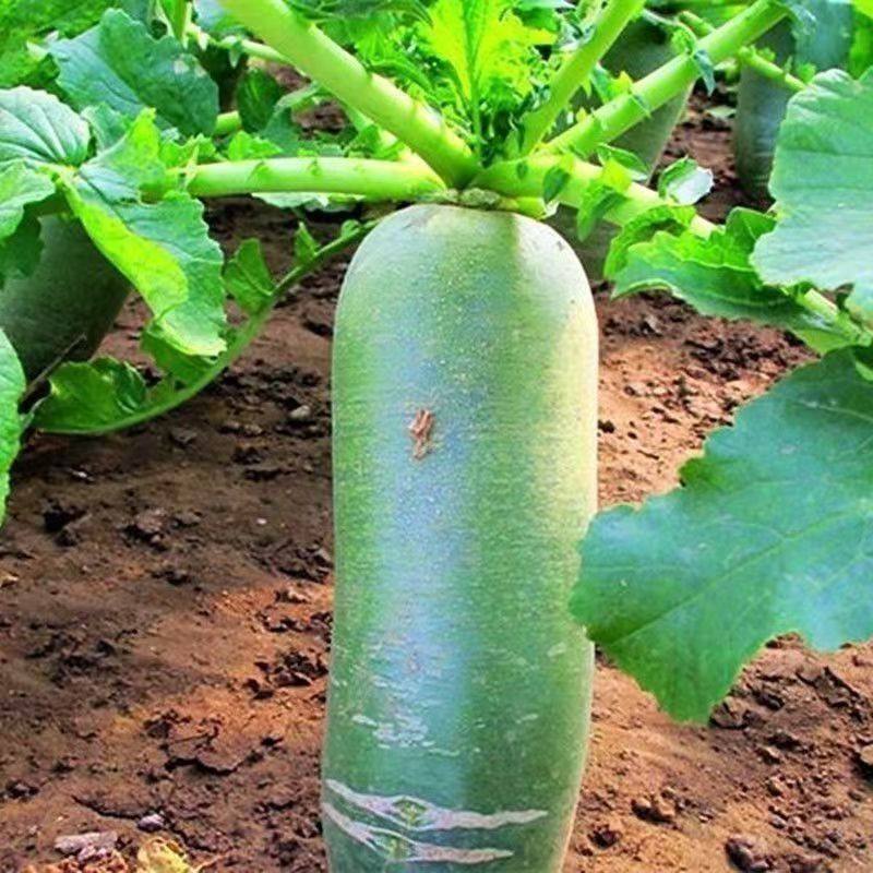 水果萝卜新鲜现拔青脆生吃脆爽