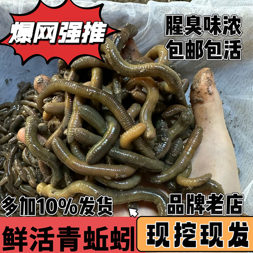 鲜活青蚯蚓黑蚯蚓特大钓黄鳝专用活体臭蚯蚓地龙野钓活饵钓鱼鲜活 - 封面