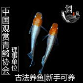观背青鳉鱼冷水小型观赏鱼活体不加温不打氧新手皮实好养活古法缸