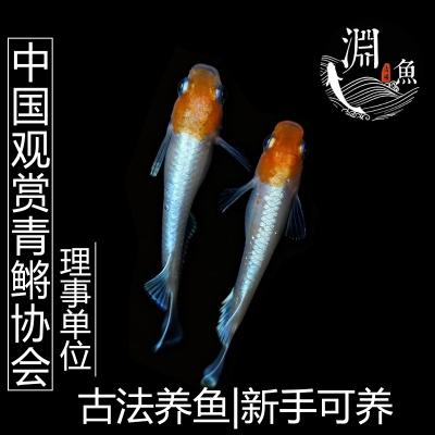 观背青鳉鱼冷水小型观赏鱼