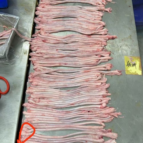 5斤新鲜猪鞭现货精品去油烧烤爆炒条猪鞭猪小弟宠物食品宠物零食