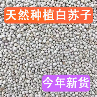 大粒白苏子鸟食 白酥麻 白苏籽大颗粒软苏子鸟粮饲料玉鸟丝雀