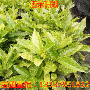 庭院绿化苗木洒金东瀛珊瑚洒金珊瑚黄叶日本桃叶珊瑚树苗