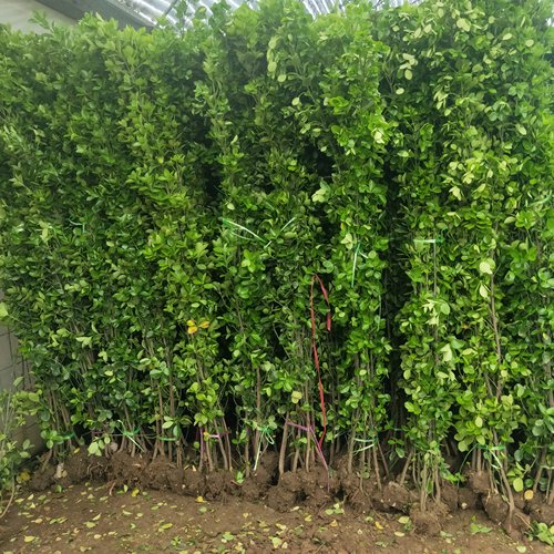 北海道黄杨树苗庭院围墙冬青耐寒大叶植物万年青丛生四季长青绿篱