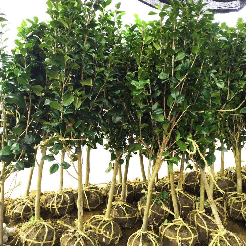 庭院耐寒大型花卉山茶花树苗四季常青植物耐冬耐冻茶花树苗绿植花