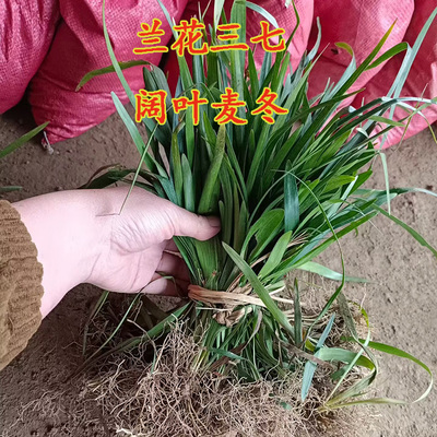 阔叶麦冬兰花三七大叶麦冬宽叶麦冬耐阴地被植物四季常青庭院植物