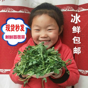 现摘苜蓿菜新鲜5斤食用头茬野菜蔬菜嫩芽农家山野草头陕西金花菜