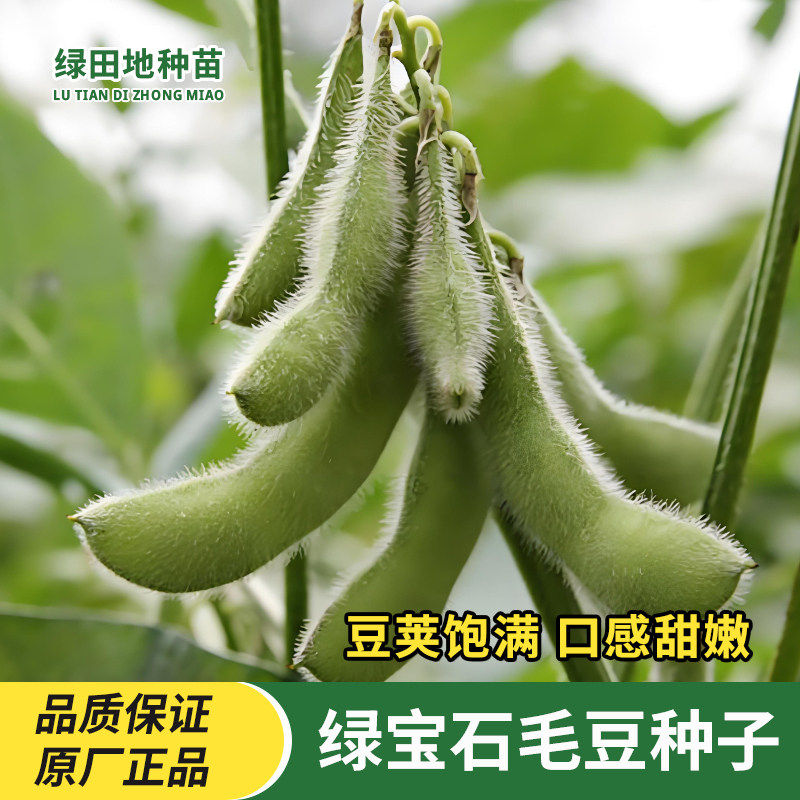 绿宝石毛豆种子青毛豆种籽豆角种子原装正品春季四季家庭蔬菜种子
