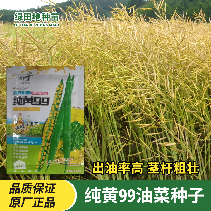 纯黄99油菜种子抗病丰产高油量